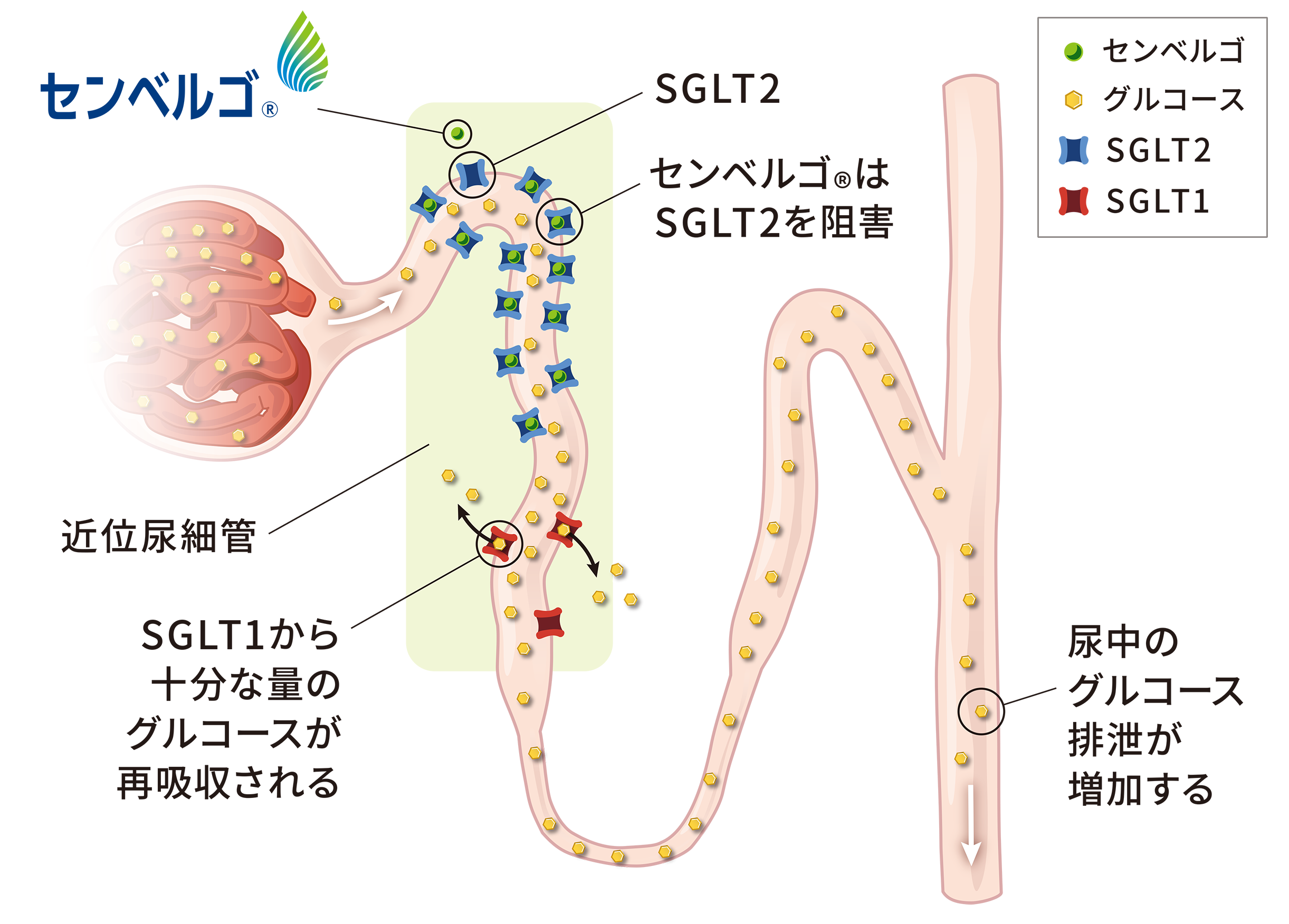 センベルゴはSGLT2を阻害します